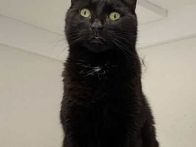 Hello my name is Molly