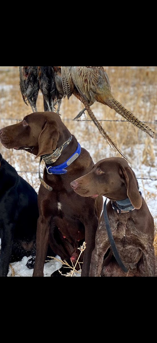 AKC Registered German Shorthair Pointer