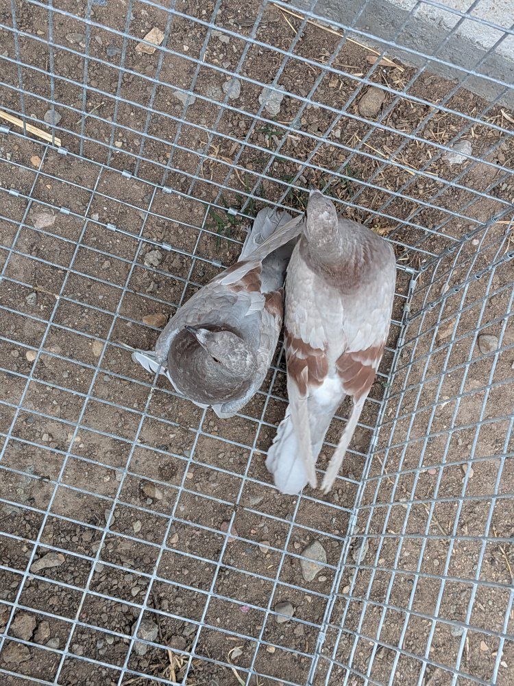 pigeons