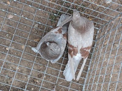 pigeons