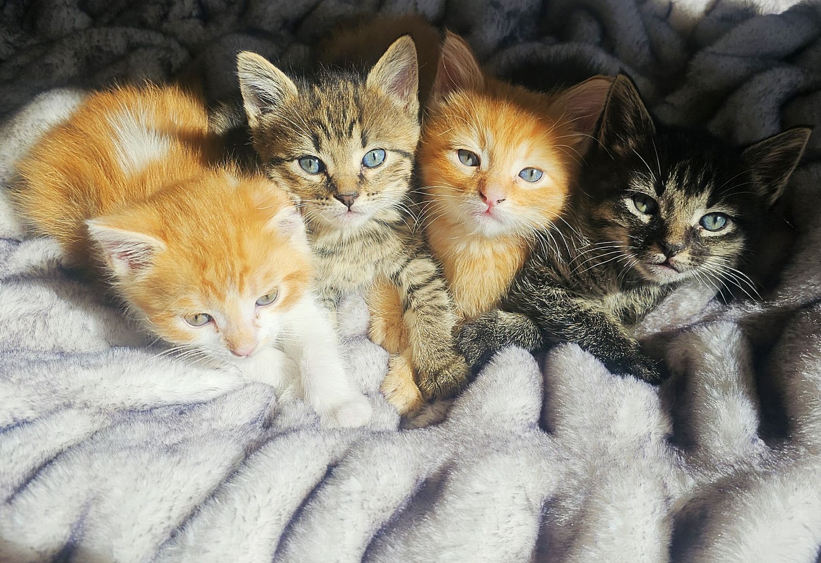 Darling Kittens For Sale