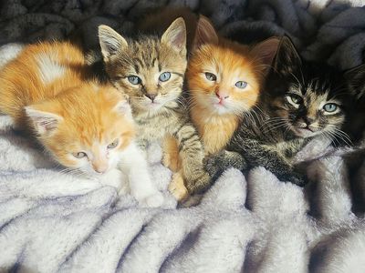 Darling Kittens For Sale
