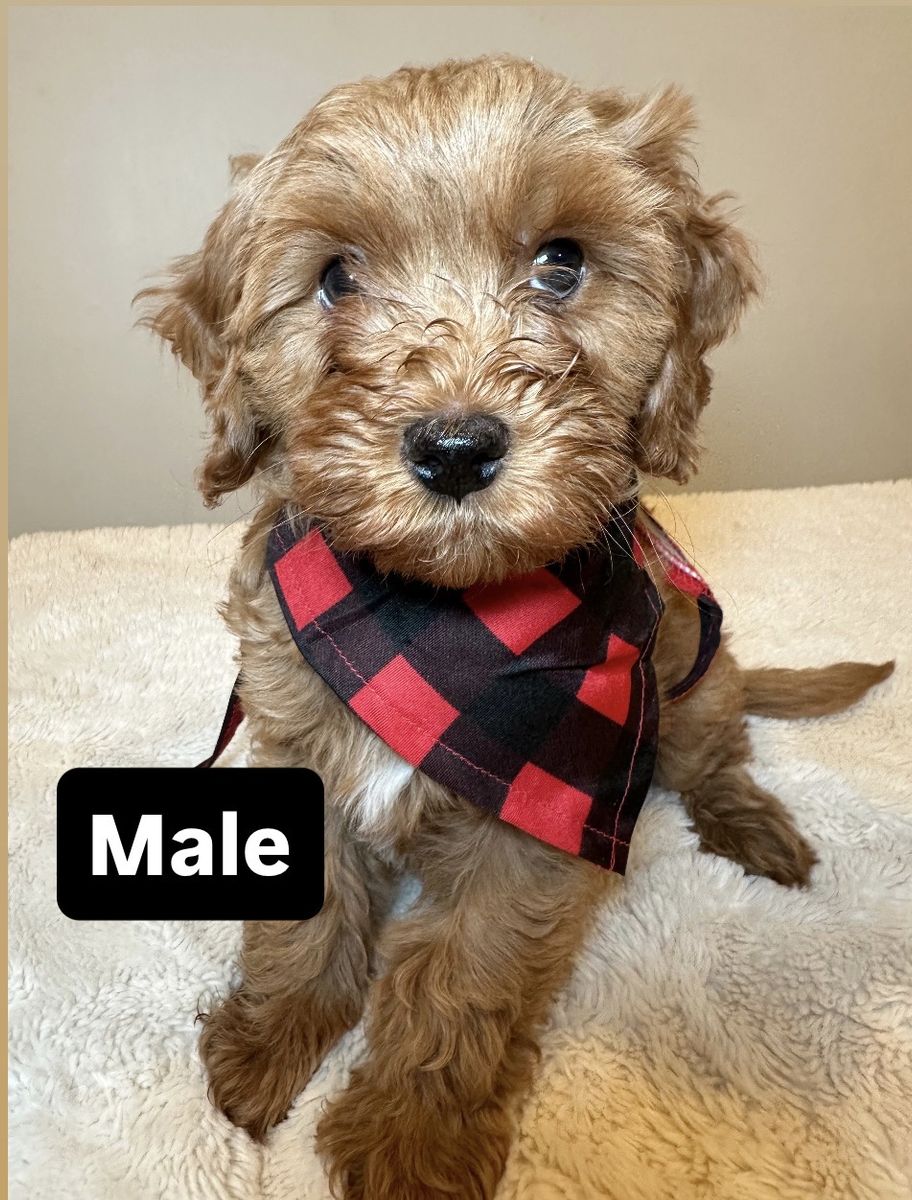 Toy Goldendoodle Puppies!