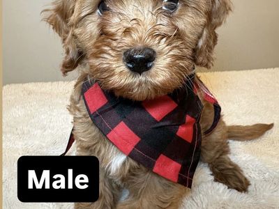Toy Goldendoodle Puppies!