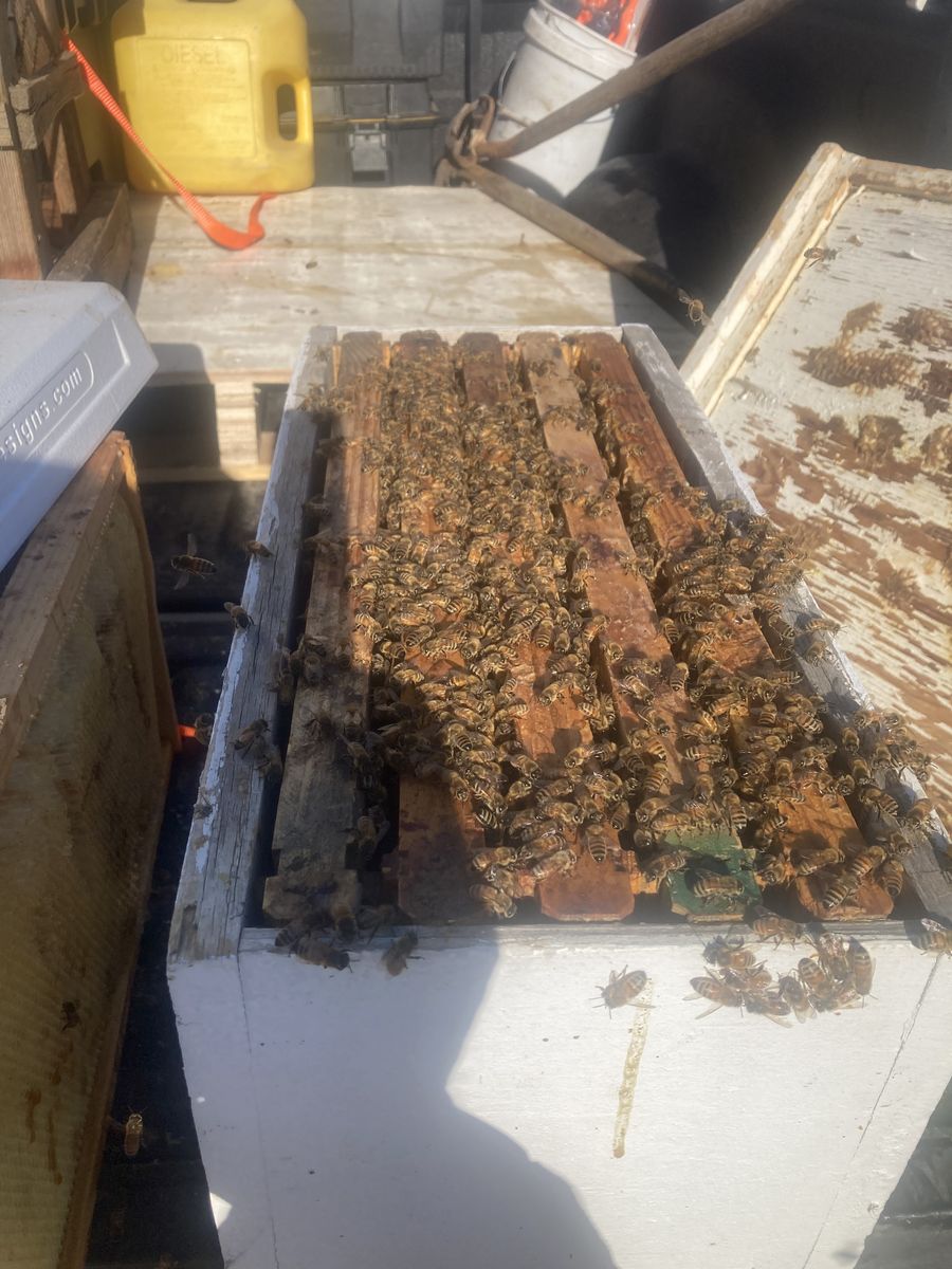 5 frame nucs, Italian bees