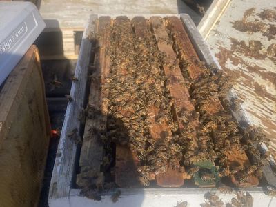 5 frame nucs, Italian bees