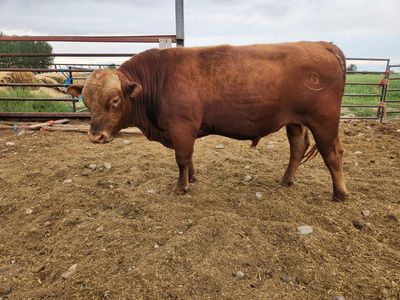 75% Akaushi Heterozygous Polled Bull