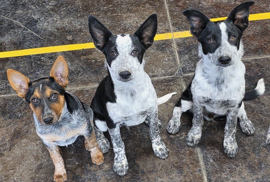 Looking for a Best Friend? 3 male pups available
