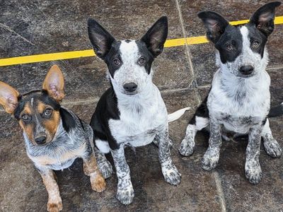 Looking for a Best Friend? 3 male pups available