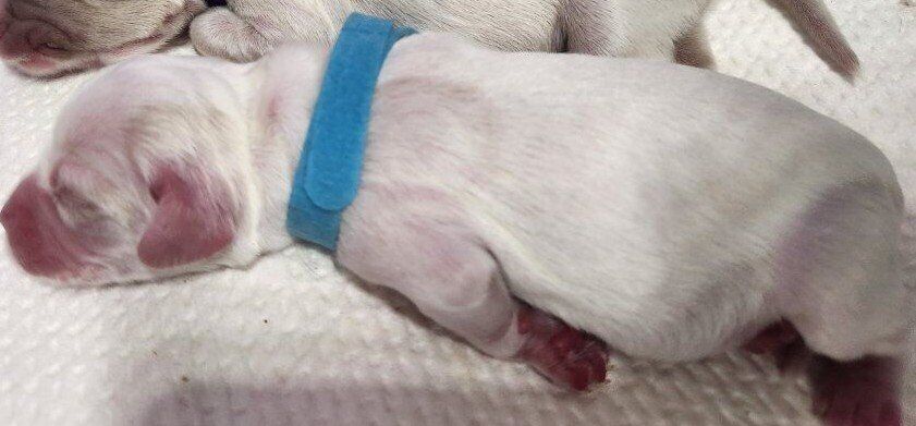 AKC American Cocker Spaniel Puppies