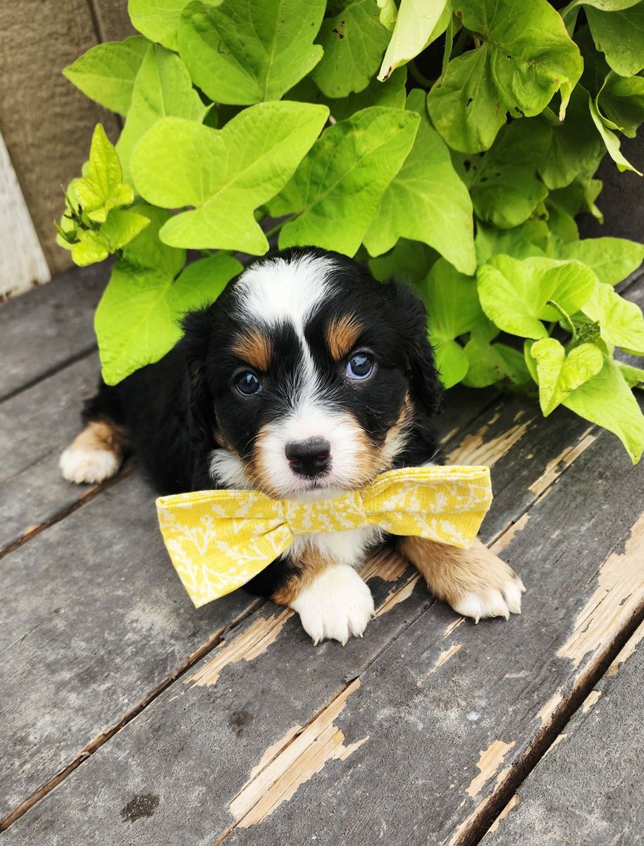 Cavapoo Puppies - City Creek Cavapoos