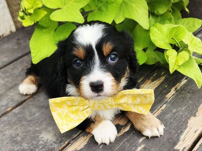 Cavapoo Puppies - City Creek Cavapoos