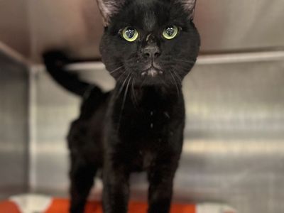 Hello my name is Merlin