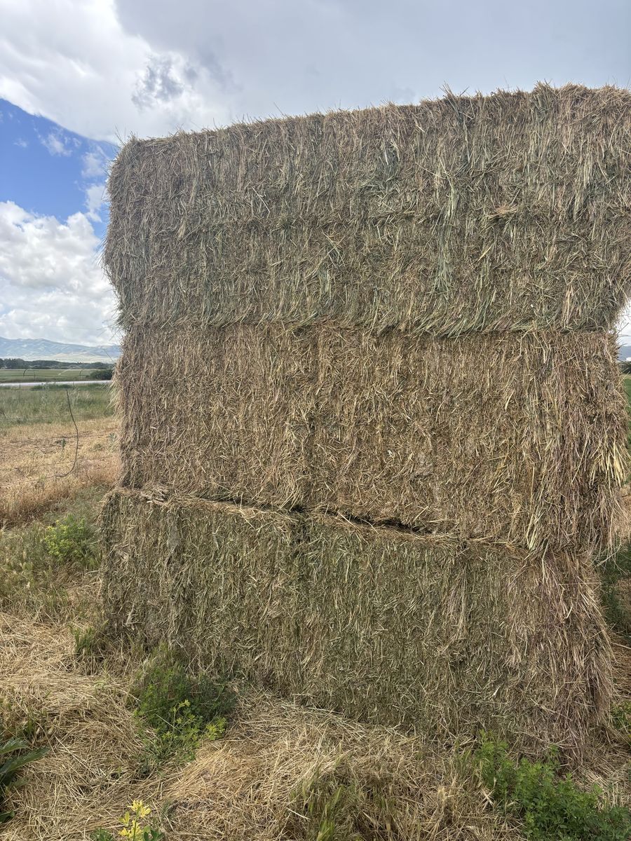 Feeder Cow Hay