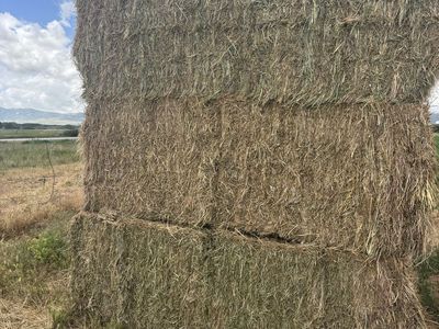 Feeder Cow Hay