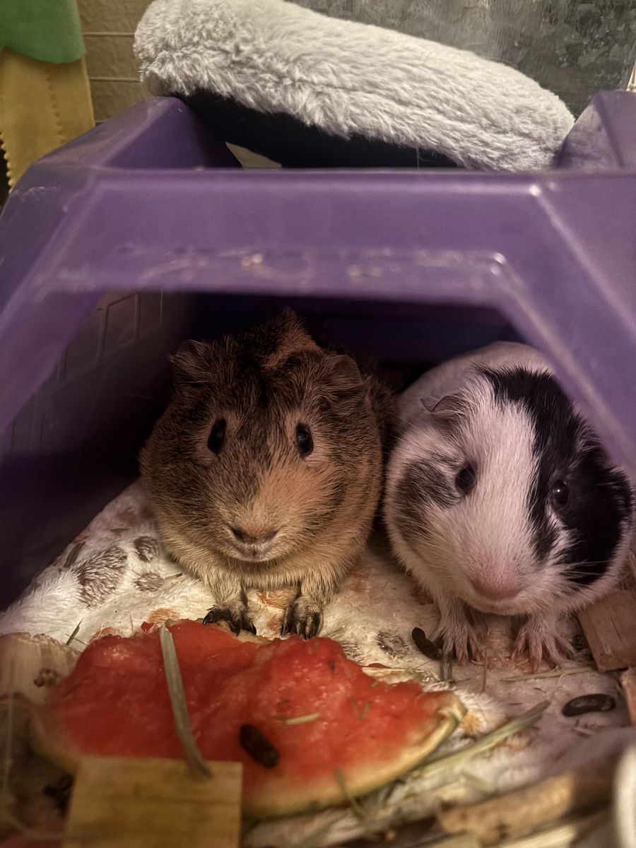 Guinea Pig pair, cage and supplies :)