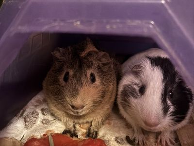 Guinea Pig pair, cage and supplies :)