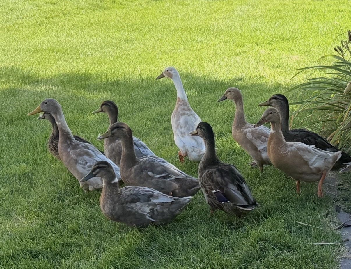 Mallard and Runner Ducks for Sale 