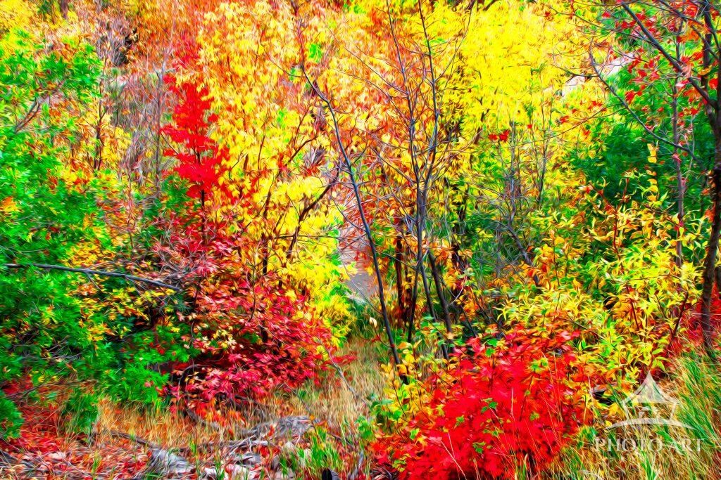 Luminescent Fall Leaves Photo Art Print