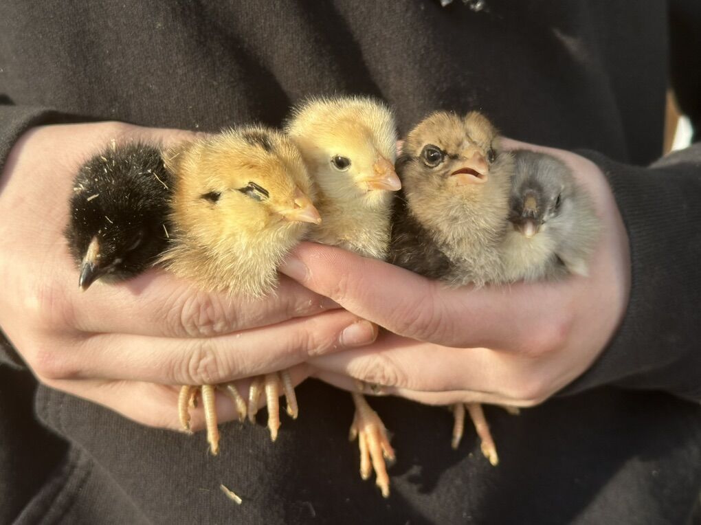 Week Old Chicks For Sale