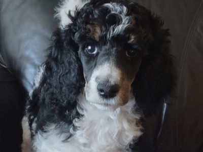 AKC Standard Poodle Puppies