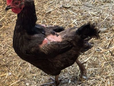 Laying Hens