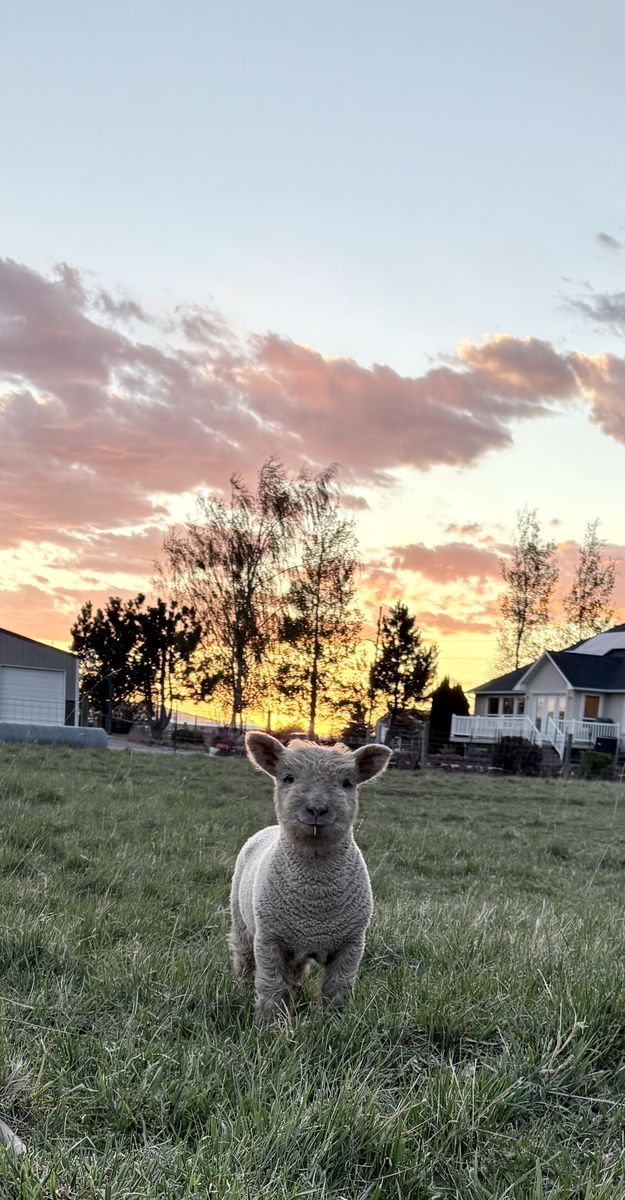Babydoll Southdown Sheep