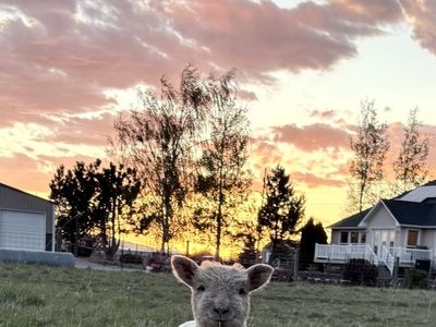 Babydoll Southdown Sheep
