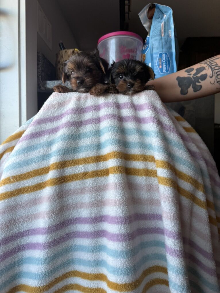 Yorkie Puppies
