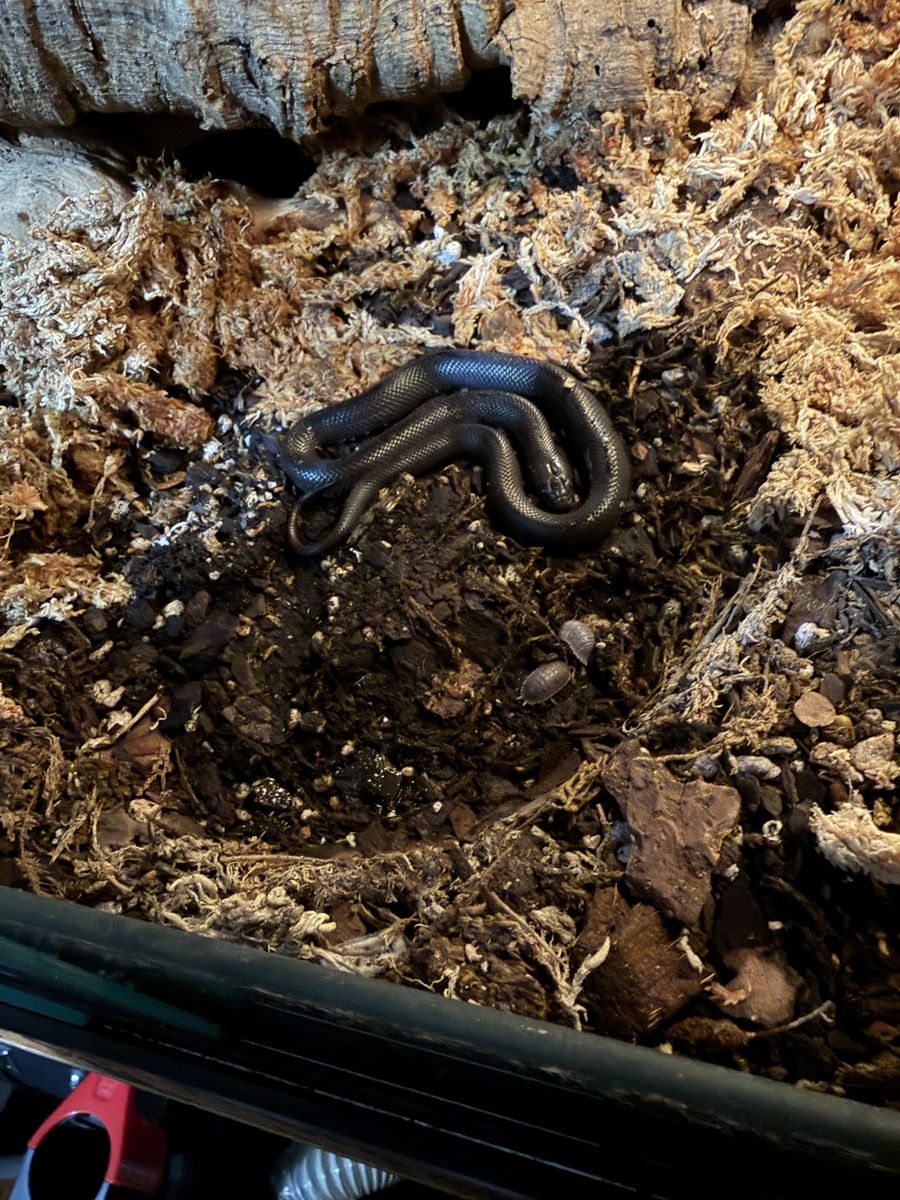 Female Mexican Black Kingsnake