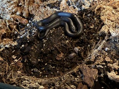 Female Mexican Black Kingsnake