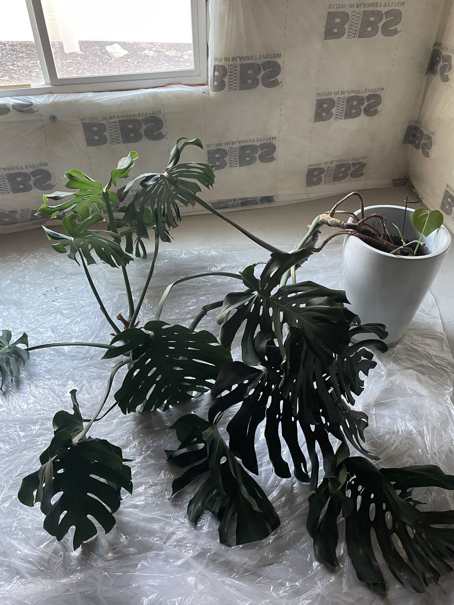 Plant Monstera