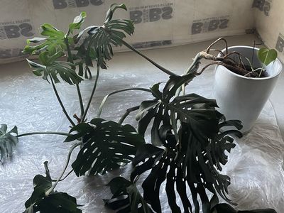 Plant Monstera