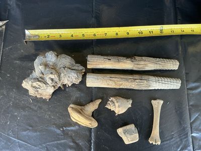 Assorted Beachcomber Finds: Driftwood, Seashell, Bone - Unique Coastal Decor & Craft Lot