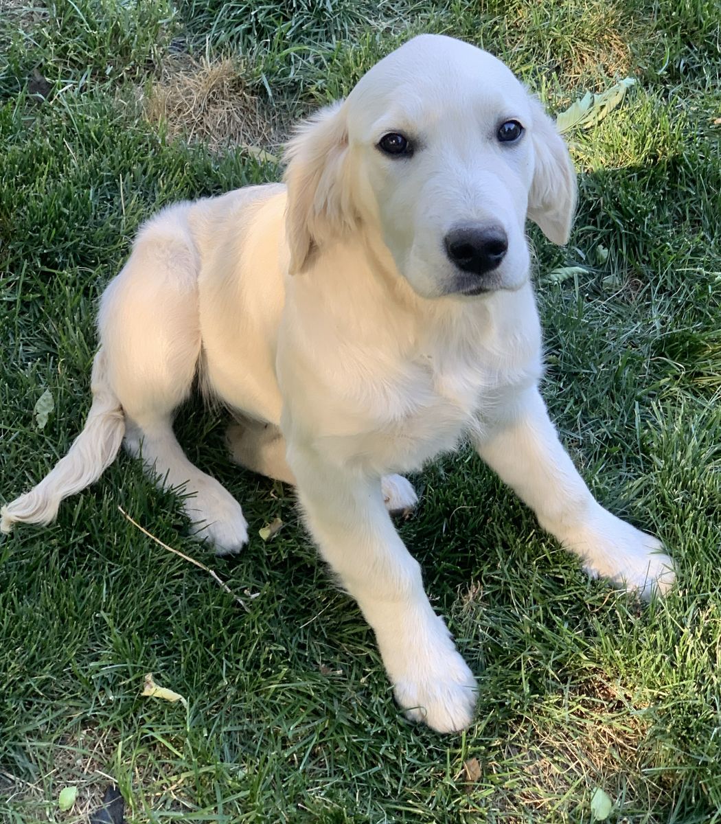 Purebred AKC Registered Golden Retriever puppy female