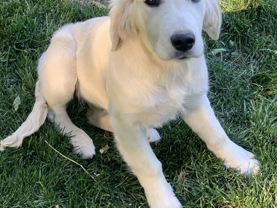 Purebred AKC Registered Golden Retriever puppy female
