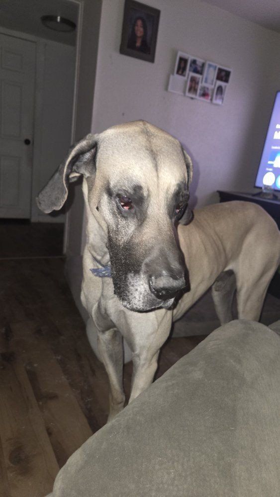 Great Dane Stud