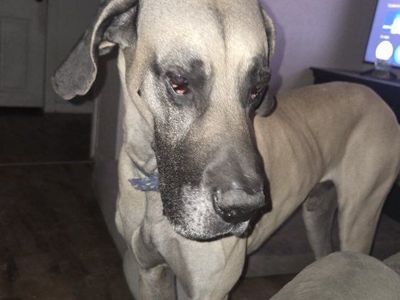 Great Dane Stud