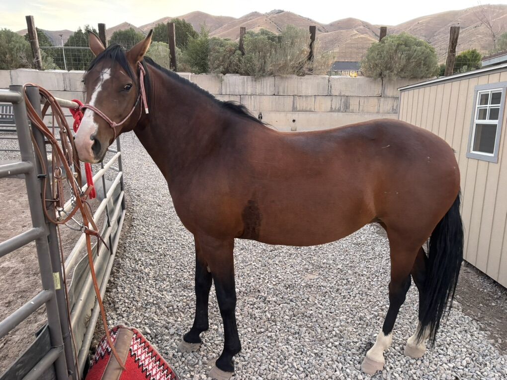 13 year Old Grade Mare