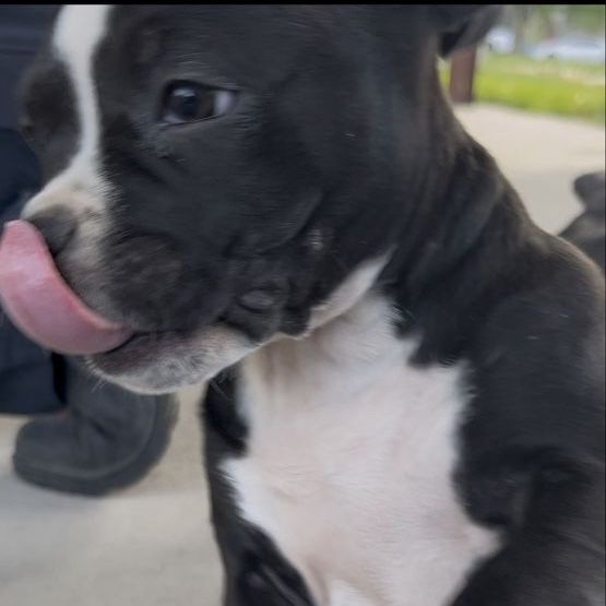 American Pitbull puppies
