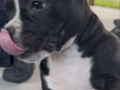 American Pitbull puppies