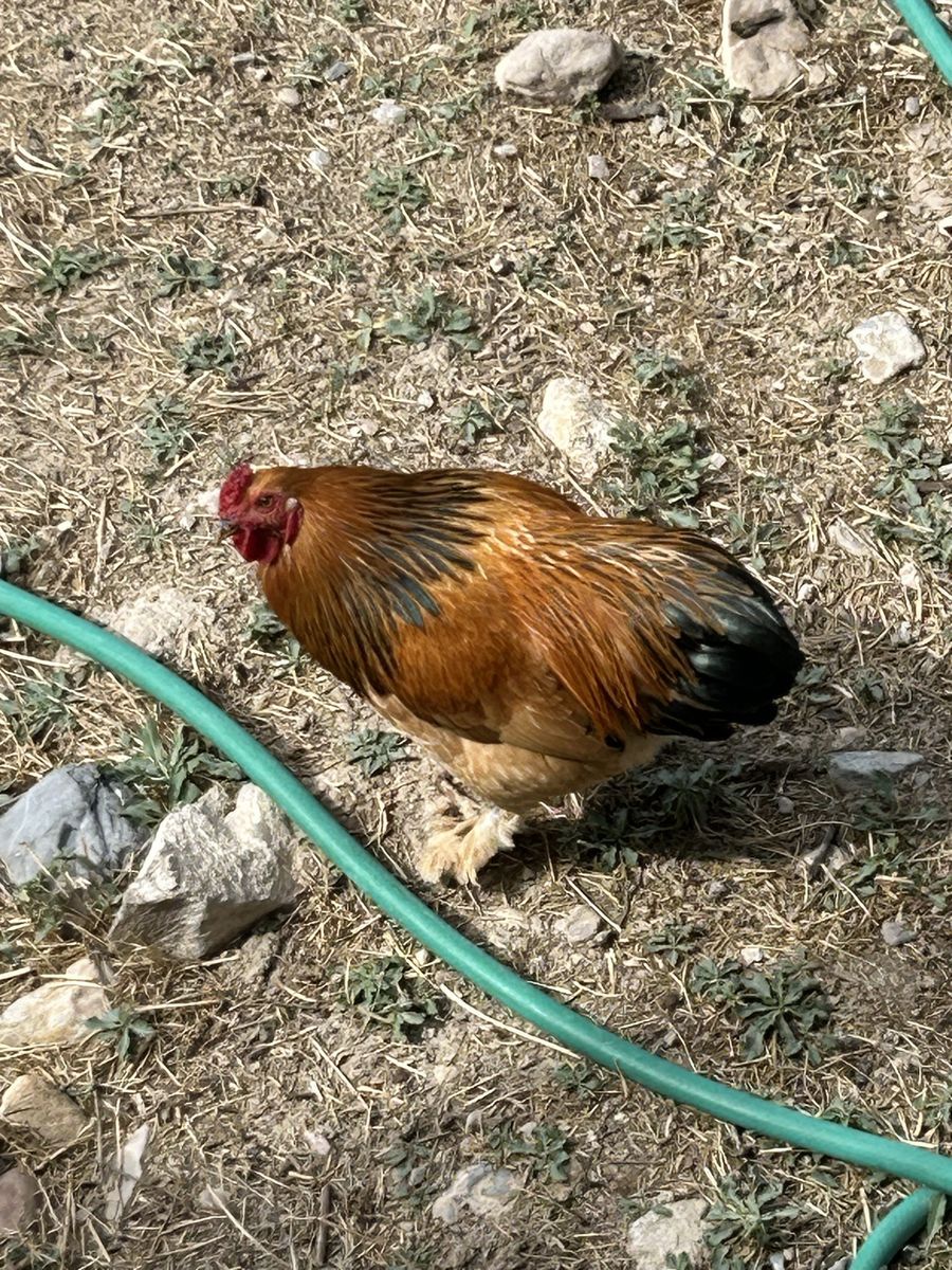 Roosters