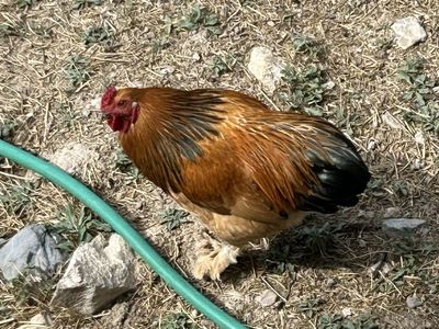 Roosters