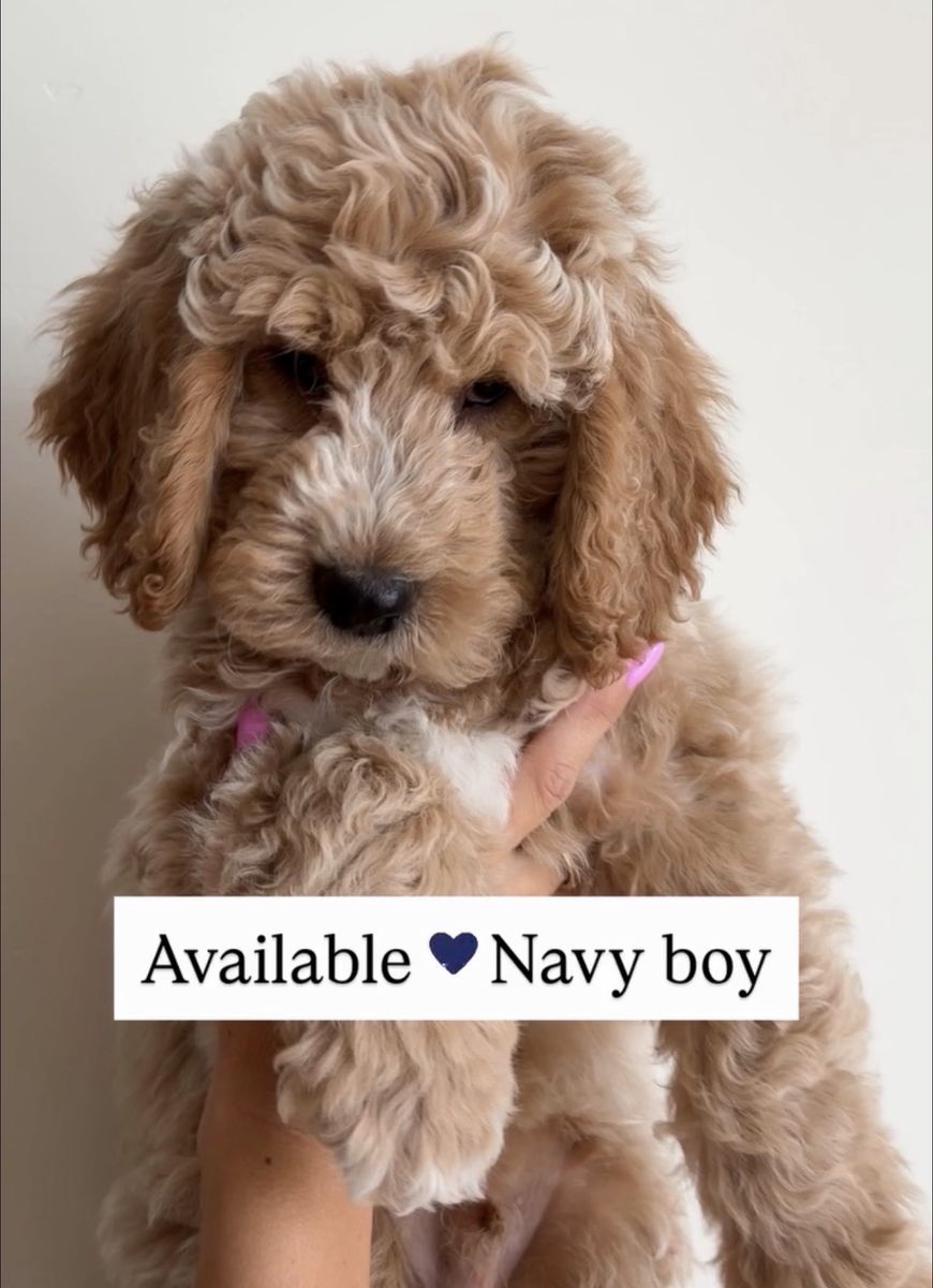 Goldendoodle Puppies • Ready This Weekend • Boys & Girls Available
