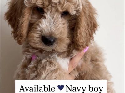 Goldendoodle Puppies • Ready This Weekend • Boys & Girls Available