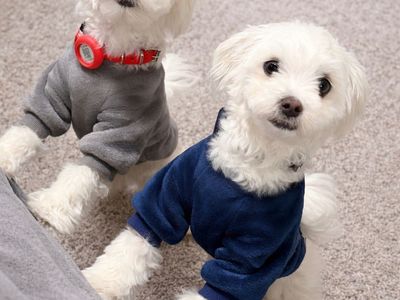 AKC Male Maltese (Intact)