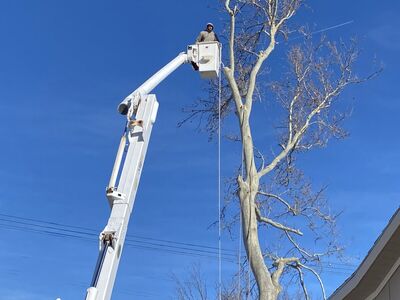 Professional tree removal | Affordable tree removal | Local tree removal service