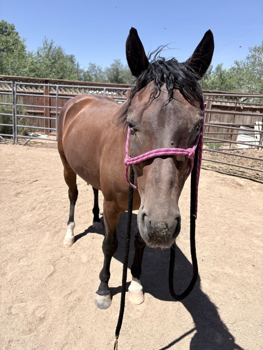 8 year old grade bay mare