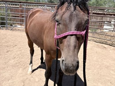 8 year old grade bay mare