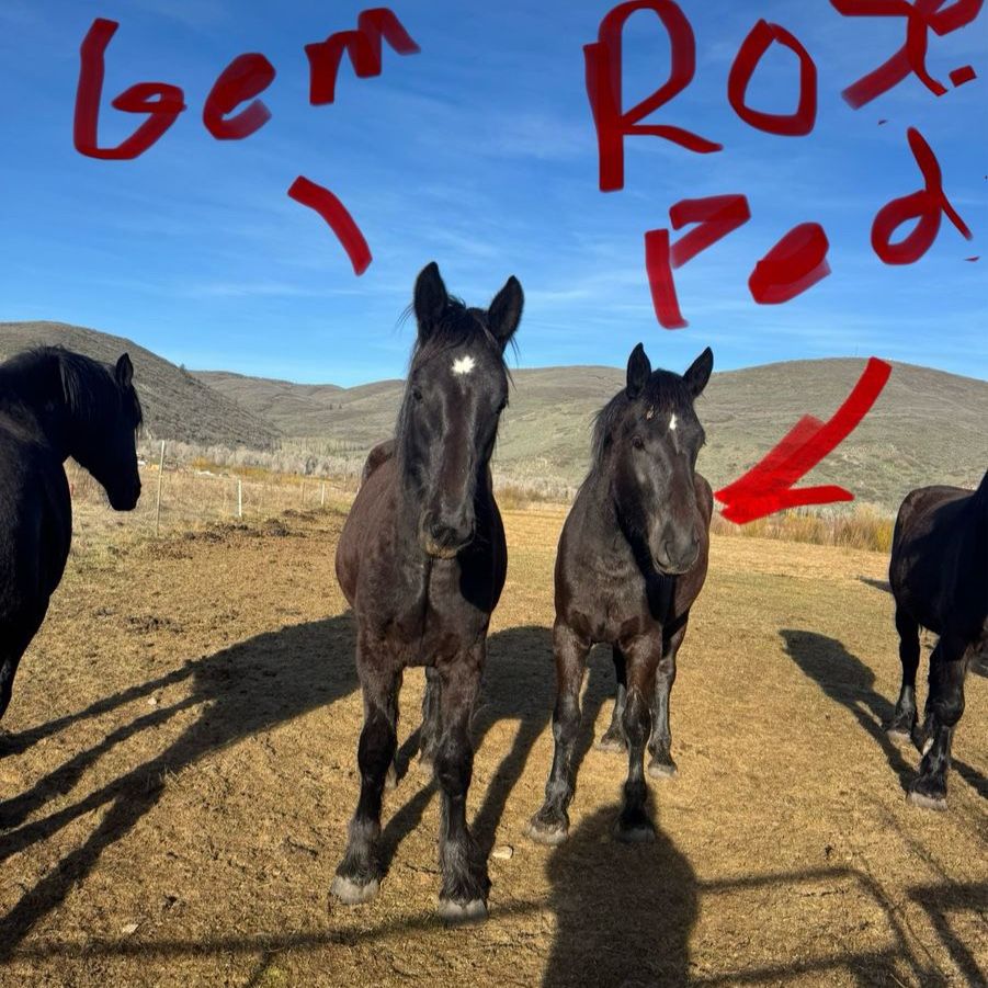 Registered Percheron Filly: Rose Petal - Foaled 05/12/2023, Black with Small Star, Excellent Pedigree